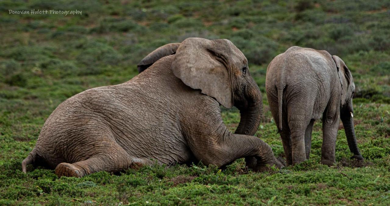 Woodbury Tented Camp - Amakhala Vadrezervátum Kültér fotó